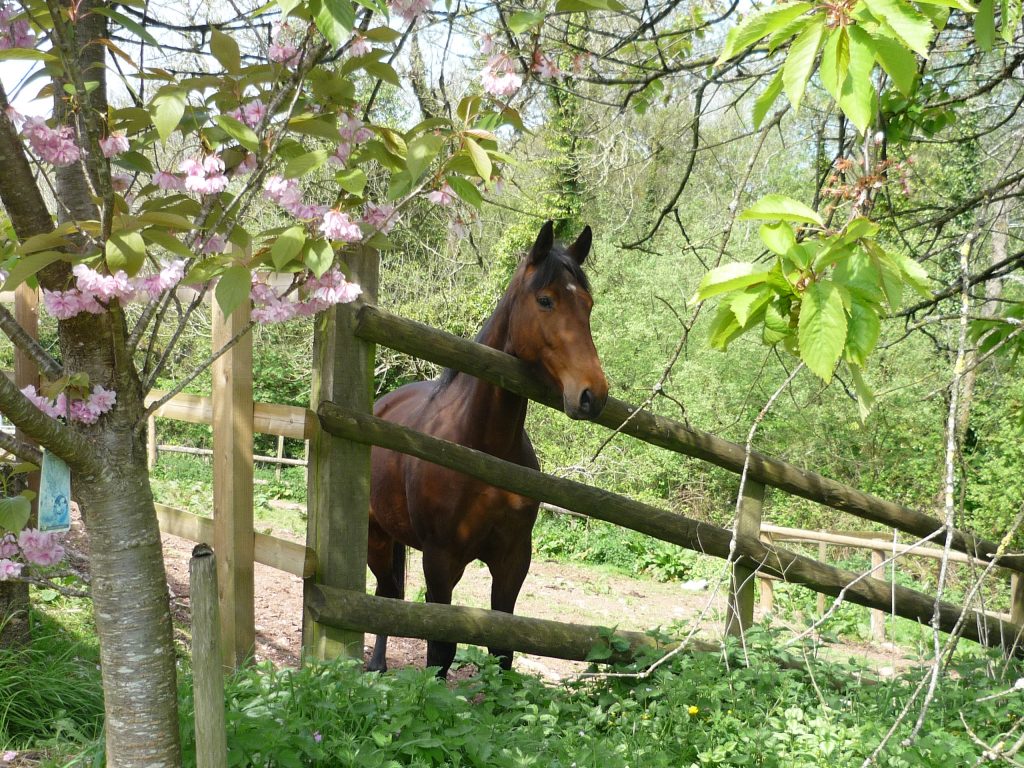 Horse in paddock